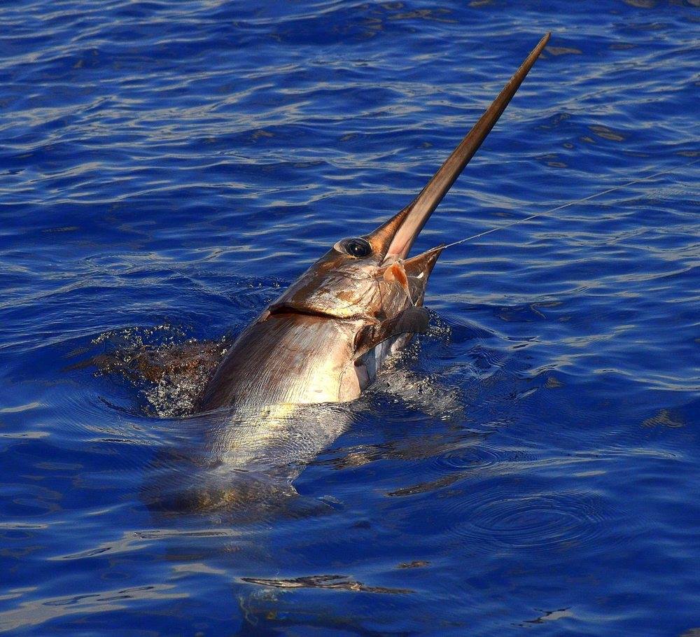 Daytime swordfishing baits and lures